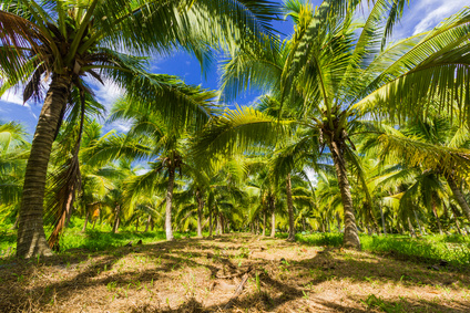 Discover agricultural investing in coconut farmland in Brazil