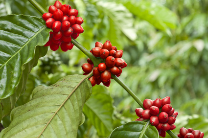 Cima Coffee Farms provide investors high cash flow from coffee farmland