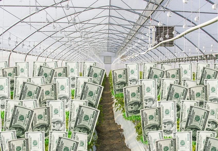 Growing Greenbacks in Greenhouses in Paraguay