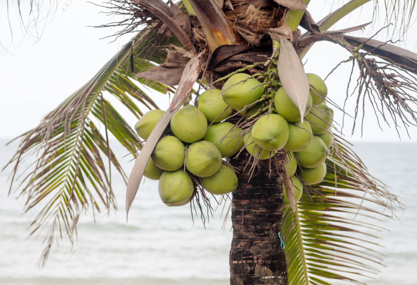 Newly Planted Coconuts in Guyana