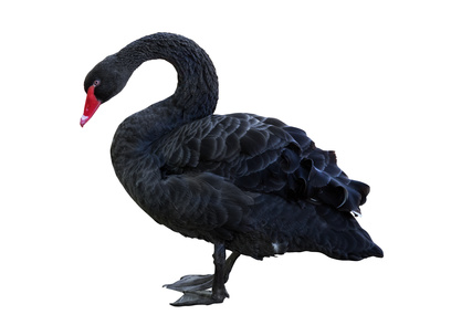 invest or pay off debt - A black swan is an unforeseen event which has a major negative impact on financial markets