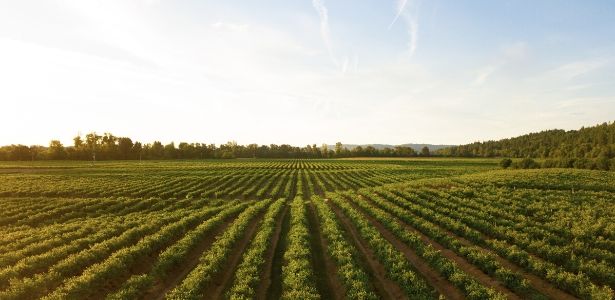 Real Growth, Resiliency, and Diversification through Agriculture